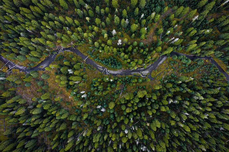 Trees Planted